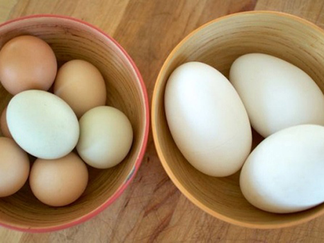 Trứng ngỗng có thực sự tốt?