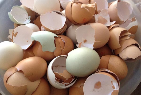 Dùng vỏ trứng để vệ sinh các vật dụng nhà bếp