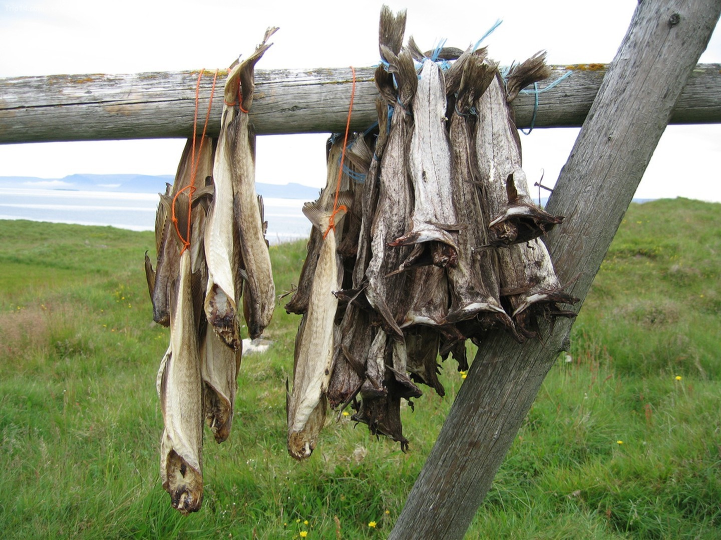 Harðfiskur là món cá khô nổi tiếng